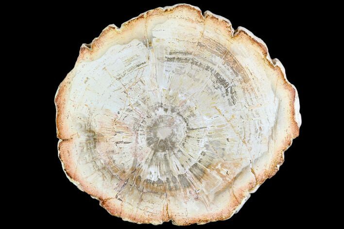 Petrified Wood (Araucaria) Slice - Madagascar #105361
